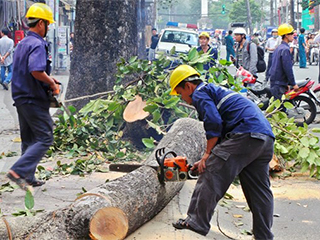 Hà Nội: Số lượng cây bị chặt không chỉ là 6.700