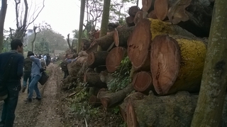 Cận cảnh bãi chứa gỗ khổng lồ giữa Thủ đô
