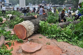 Bộ Tài nguyên làm việc với Hà Nội vụ chặt cây