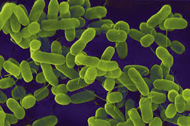 E.coli: &quot;Thủ phạm&quot; gây ngộ độc tập thể tại Hà Nội