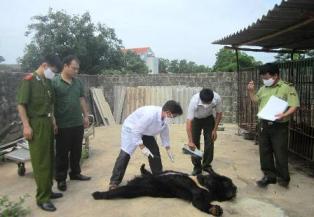 Tin khẩn về tình trạng gấu nuôi chết ở Quảng Ninh
