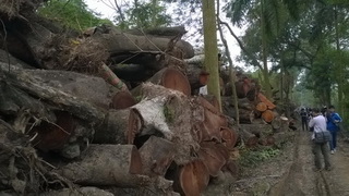 Hà Nội tiếp tục bán đấu giá gỗ cây xanh