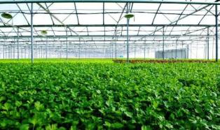 Vingroup chi nghìn tỷ xây dựng nhà kính trồng rau sạch đầu tiên