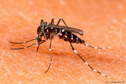Muỗi vằn - thủ phạm gây bệnh sốt xuất huyết