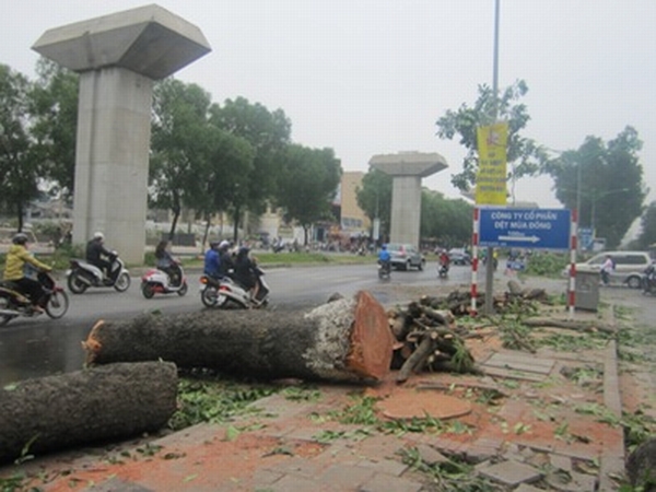 Hà Nội từng chặt hạ hàng loạt xà cừ trên đường Nguyễn Trãi để phục vụ dự án đường sắt trên cao.