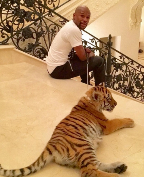 Mayweather bên cạnh con hổ Ấn Độ 2 tháng tuổi