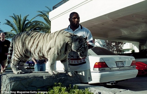 Tyson từng sở hữu một chú hổ trắng cỡ lớn