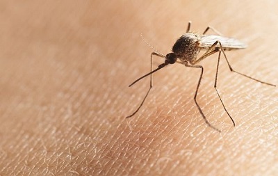 40 ca tử vong do vi-rút ZIKA truyền từ muỗi