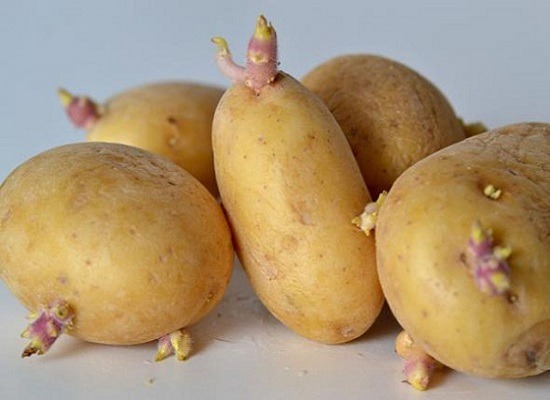  Tuyệt đối không được ăn khoai tây khi đã mọc mầm