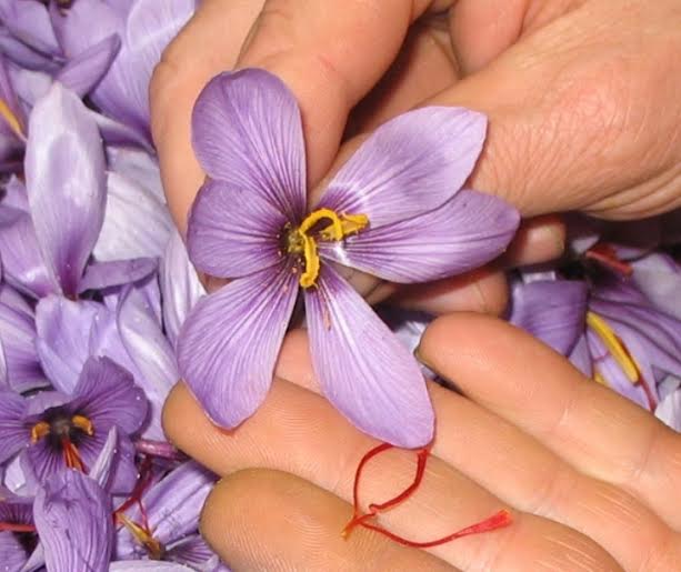 Hàng ngàn bông hoa được thu hái và tách lấy những sợi nhụy một cách hoàn toàn thủ công