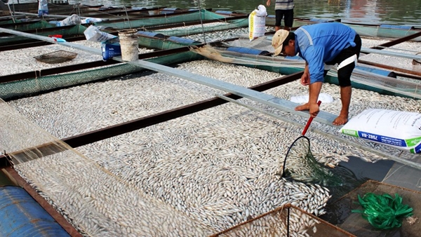 Kiểm tra, báo cáo Thủ tướng vụ 200 tấn cá chết tại Đồng Nai