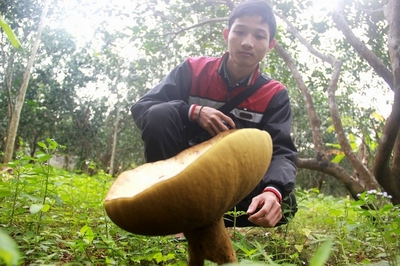 Hàng trăm cây nấm khổng lồ bất ngờ xuất hiện sau trận mưa ở Huế