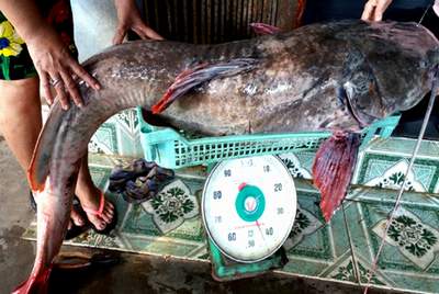Đắk Lắk: Dân câu được cá lăng &quot;khủng&quot;