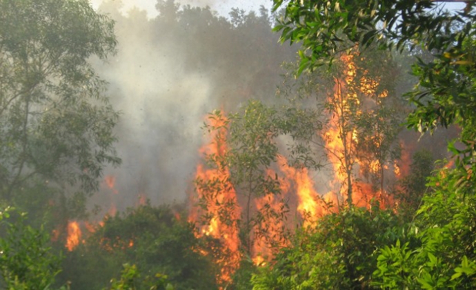 Lào Cai: Cháy lớn ở Vườn quốc gia Hoàng Liên