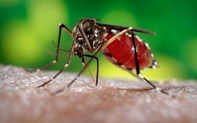 Zika truyền bệnh qua trung gian muỗi Aedes như thế nào?