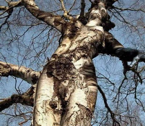 Những thân cây có hình thù quái dị nhất thế giới