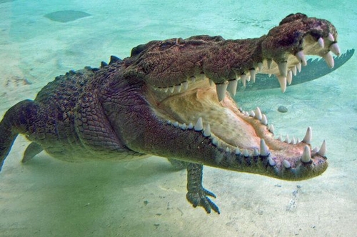 Con cá sấu 