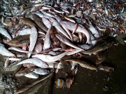 Nghiêm cấm sử dụng, kinh doanh, tiêu thụ cá chết bất thường