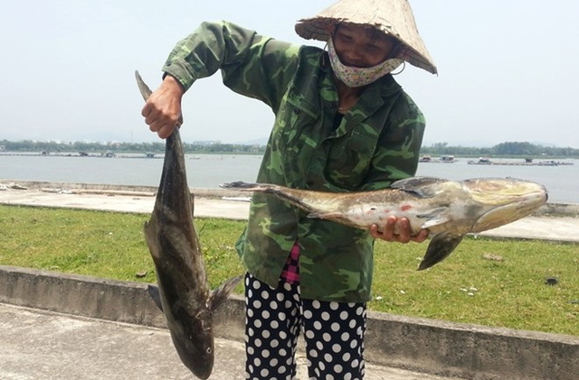 Nhiều tấn cá lồng chết bất thường ở cửa biển Thanh Hóa