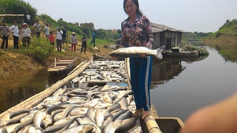 Hàng tấn cá chết sông Bưởi: Xử phạt cả cơ sở nuôi lợn!