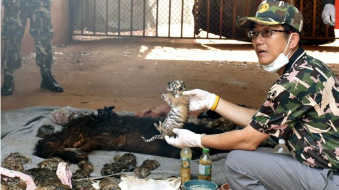 Một viên chức bảo vệ động vật hoang dã đang cầm trên tay một chú hổ non được lấy ra từ tủ đá.