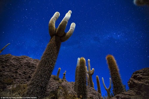 Những cây xương rồng sống kiên cường trên sa mạc muối Salar de Uyuni ở Bolivia.