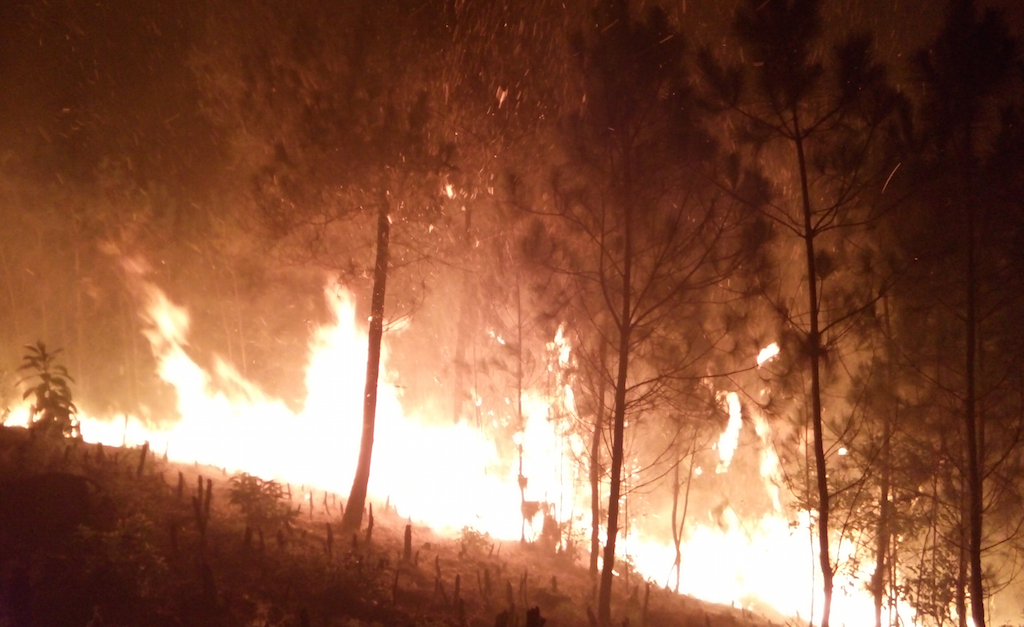 Nghệ An: Cháy lớn thiêu rụi 20ha rừng thông