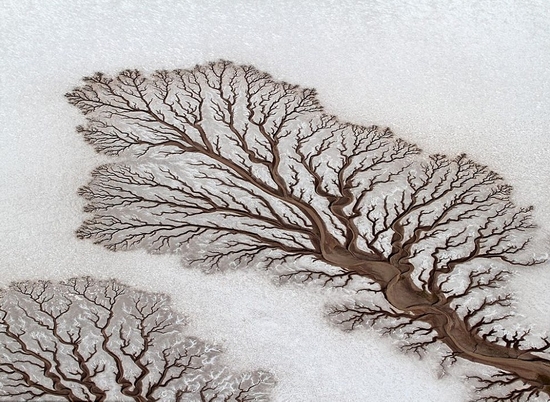 Hình ảnh ngọn cây bị vùi trong tuyết đẹp như tranh vẽ