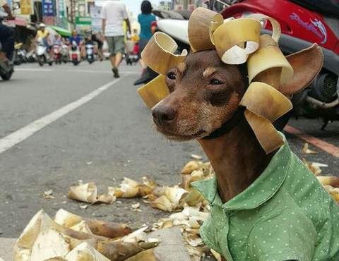 Chú chó ngồi lề đường bán hàng rong 'gây sốt' mạng xã hội