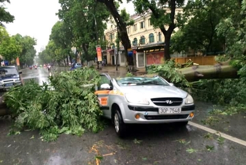 Hà Nội: Gió giật khủng khiếp quật đổ hàng loạt cây xanh