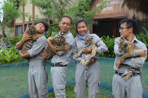 4 &quot;F1&quot; hổ quý Bengal chào đời tại Vinpearl Safari