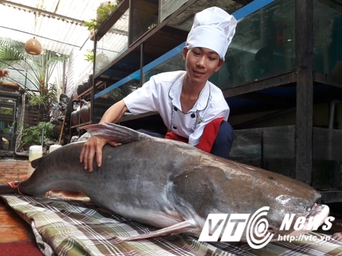 Anh Bùi Hồng Sơn cho hay, đây là con cá tra lớn nhất mà nhà hàng Ngư quán từng mua.