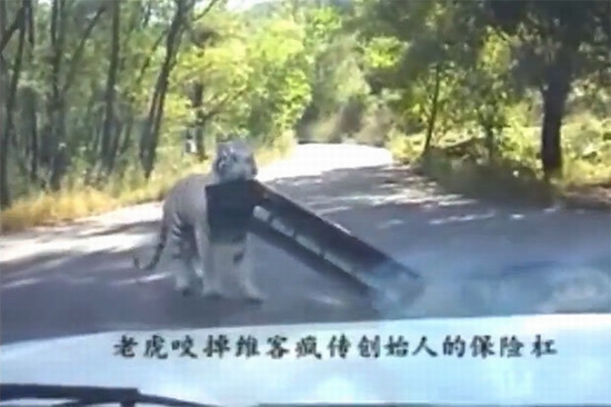 Con hổ tấn công chiếc xe của du khách