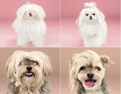 Hình ảnh 'lột xác' của những chú chó sau khi được 'hớt tóc, vuốt keo'