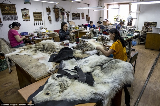 Lông sói được chuyển tới các xưởng để làm quần áo, thảm