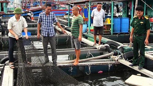 Thông tin chính thức về tình hình cá chết tại Cẩm Phả, Quảng Ninh