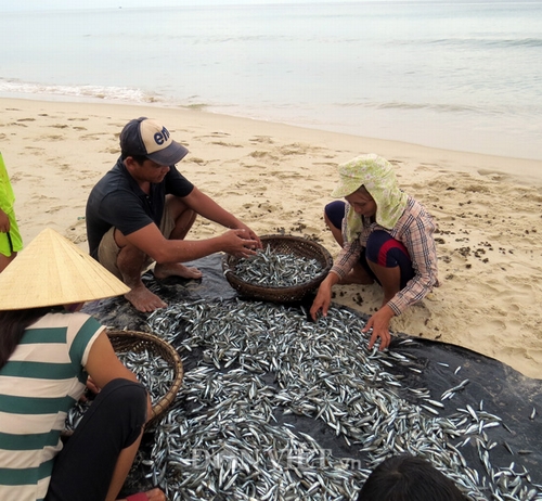 Quảng Bình: Sau công bố hiện trạng biển, ngư dân lác đá​c ra khơi