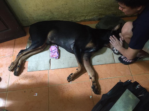 'Hành vi đâm chết chó Doberman là trái pháp luật'