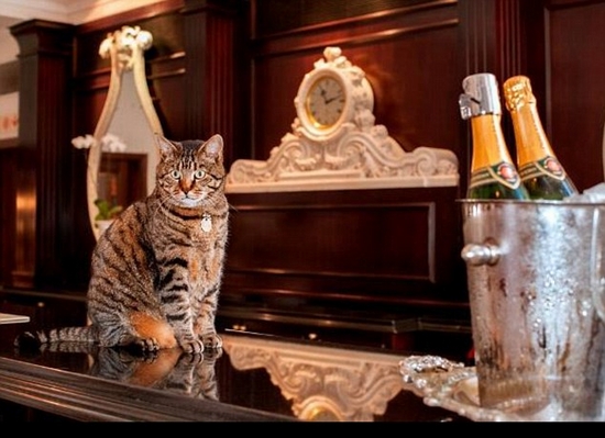 Chú mèo Skabenga làm việc tại khách sạn The Oyster Box, Durban, Nam Phi đã hơn 10 năm!