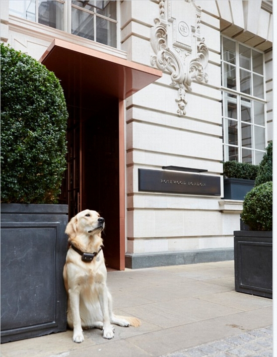 Chú chó tại khách sạn The Rosewood , London thậm chí còn có cả nghìn fan hâm mộ trên Twitter