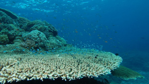 40% diện tích san hô trên toàn thế giới đã biến mất