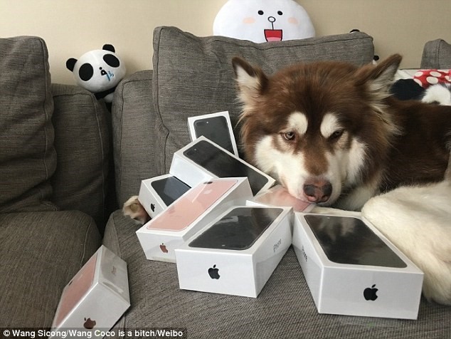 Thiếu gia chơi trội mua 8 chiếc iPhone 7 cho chó cưng