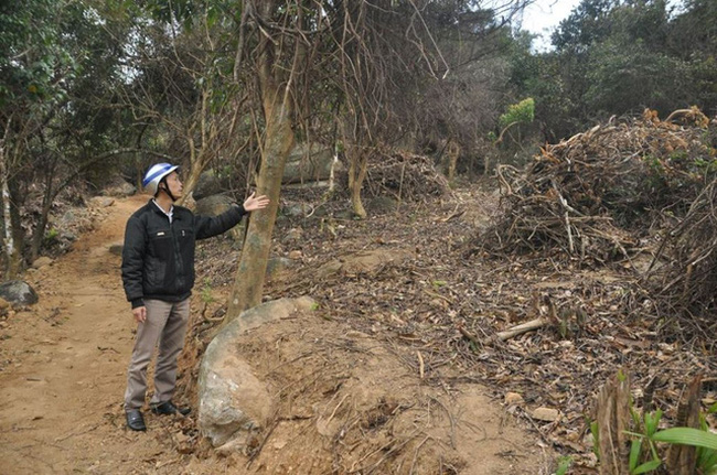 Một vụ phá rừng khác cũng ở Sơn Trà.