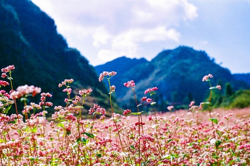 Xem hoa tam giác mạch nở tràn trên mảnh đất địa đầu Hà Giang