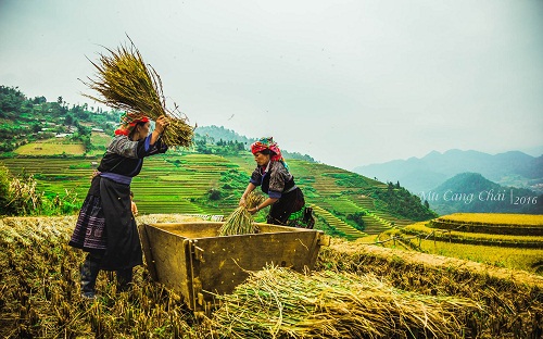 Bạn đã từng xem gặt lúa ở vùng cao chưa? Tại sao không tận mắt chứng kiến tại đây.