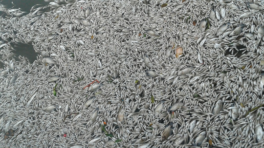 Lượng cá chết Hồ Tây lên đến hơn 70 tấn