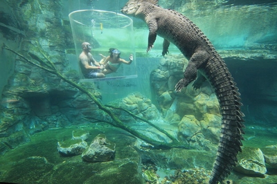 Hãi hùng tour du lịch &quot;làm mồi&quot; cho cá sấu khổng lồ!