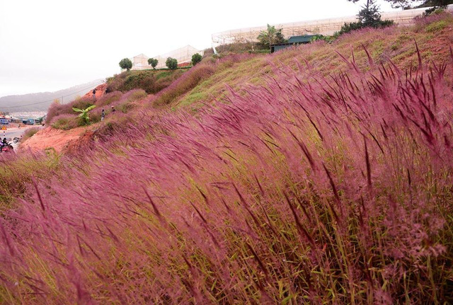 Đồi cỏ hồng Đà Lạt mang lại vẻ đẹp mộc mạc nhưng đầy cuốn hút