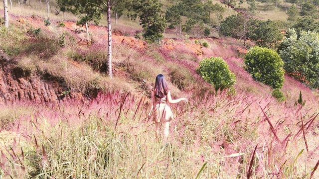 Nếu muốn có những ảnh đẹp Đà Lạt, bạn nhất định đừng bỏ qua đồi cỏ hồng nở rộ cả sườn đồi.