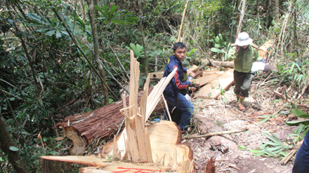 Kỷ luật Đảng nhiều cá nhân vụ phá rừng Pơ mu Quảng Nam
